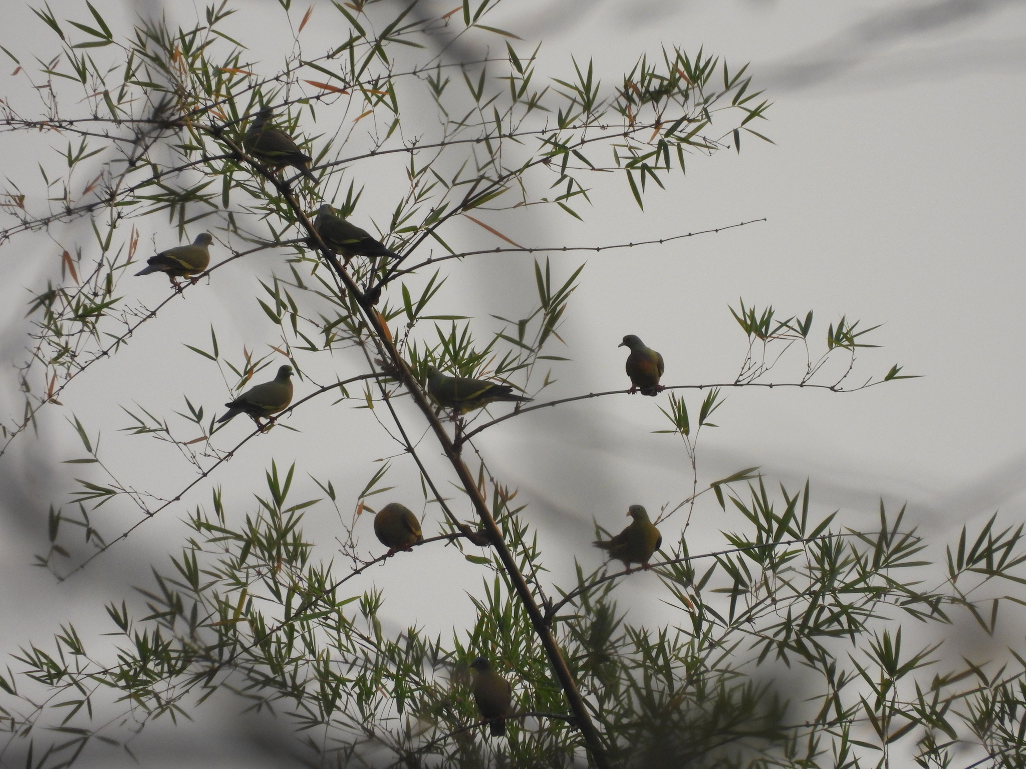 Orange-breasted Green Pigeon (Treron bicinctus), photo 9