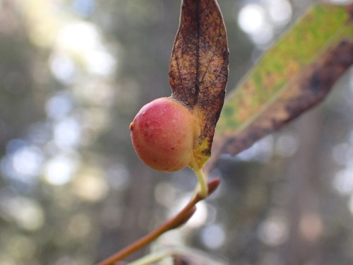 iNaturalist observation photo of Willow Apple Gall Sawfly