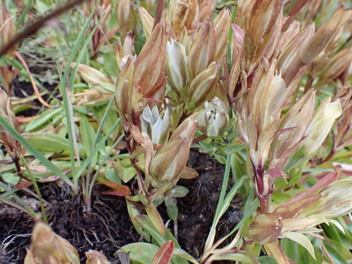 Alpine Gentian (Gentiana newberryi)