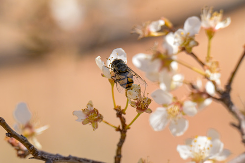 Unknown species found near Oak Creek Canyon, AZ 86336, USA