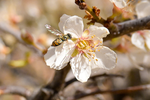 Unknown species found near Oak Creek Canyon, AZ 86336, USA