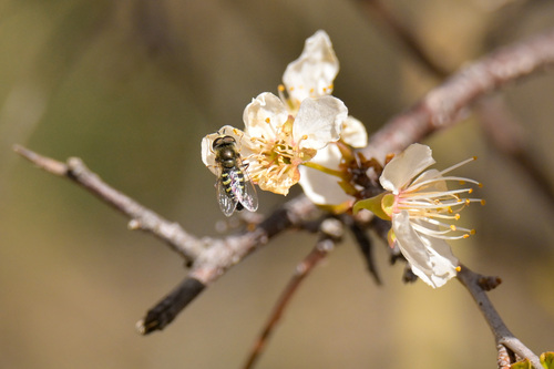 Unknown species found near Oak Creek Canyon, AZ 86336, USA
