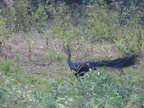 Green Peafowl (Pavo muticus), photo 4