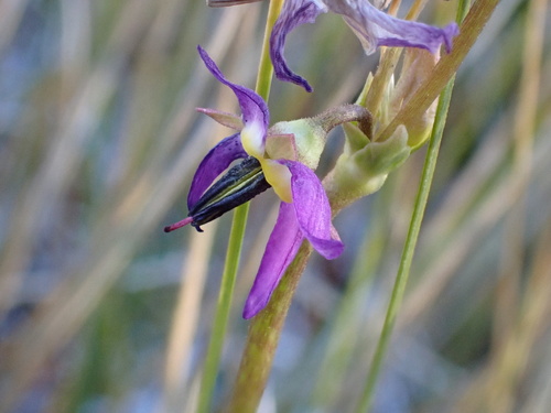 alpine shooting star (Primula tetrandra)