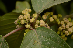 Ara Jankang (Poikilospermum suaveolens)
