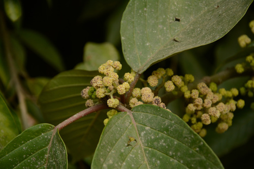Poikilospermum suaveolens, photograph 1