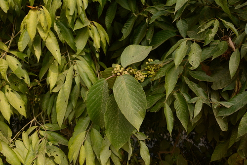 Poikilospermum suaveolens, photograph 2