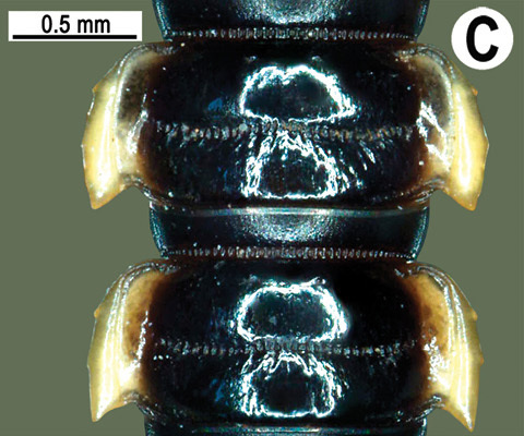 Flatback Millipede