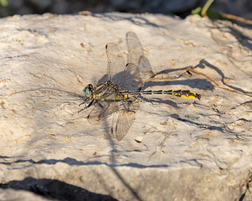 Pronghorn Clubtail photo 4