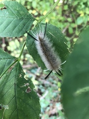 Halysidota tessellaris