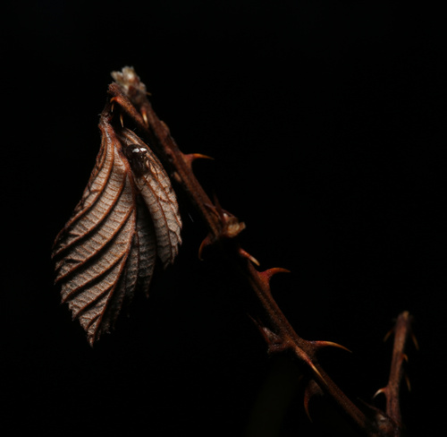 Everbearing blackberry (Rubus serissimus)