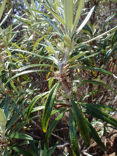 Blanket Bush (Bedfordia salicina)