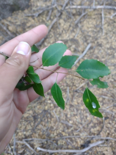 Schinus patagonica, photograph 1