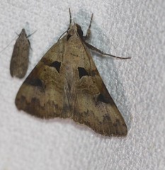 Avatha discolor