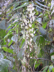 Epidendrum excisum