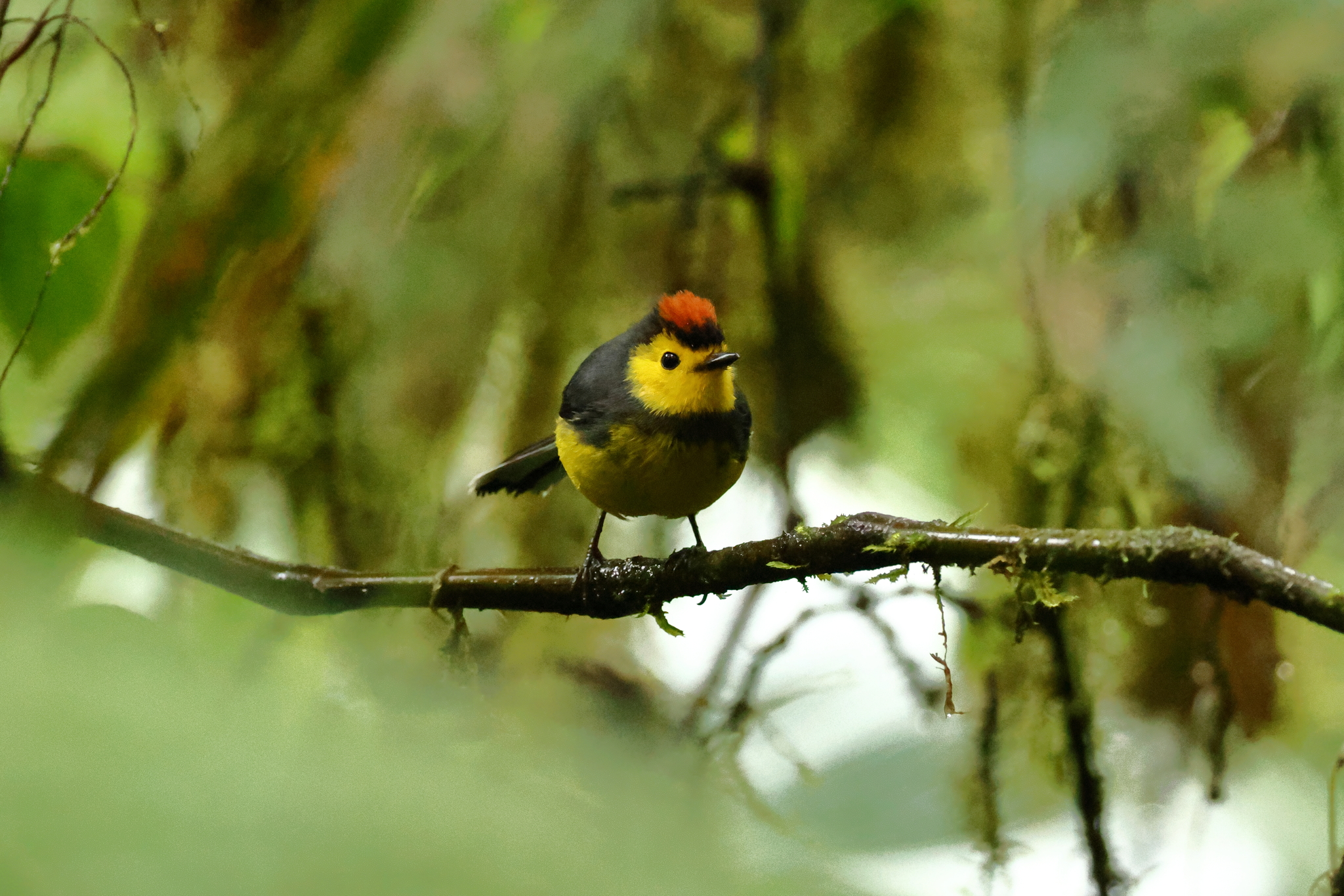 Collared Whitestart (Myioborus torquatus), photo 6