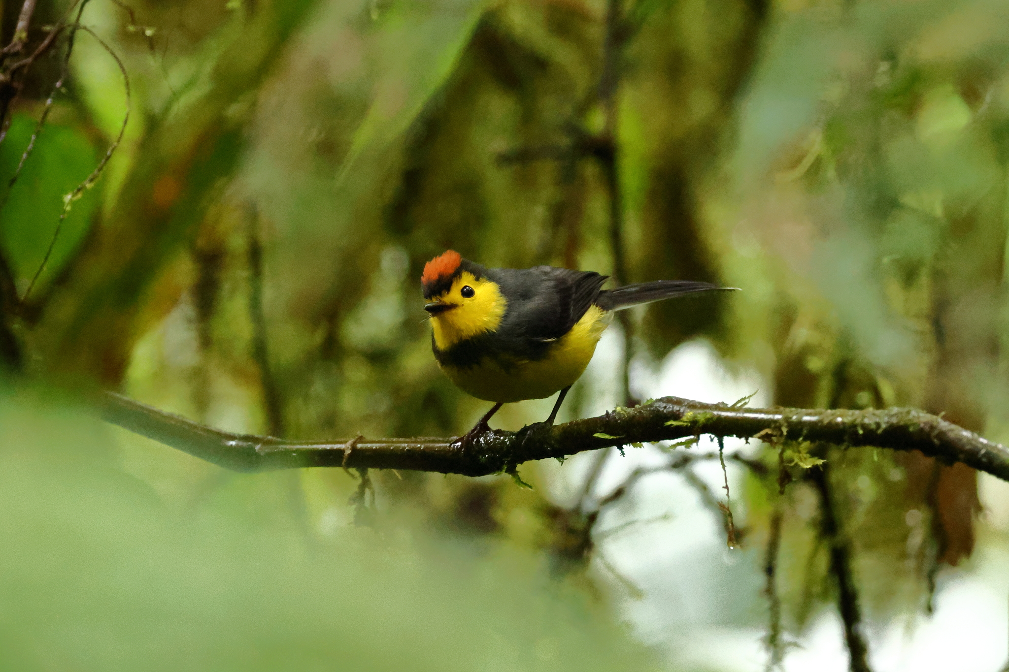 Collared Whitestart (Myioborus torquatus), photo 7