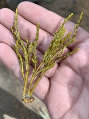 Phoradendron juniperinum