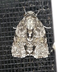 Blenina lichenopa