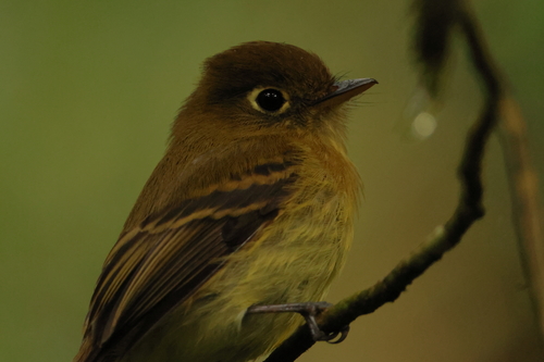 Yellowish Flycatcher (Empidonax flavescens), photo 6