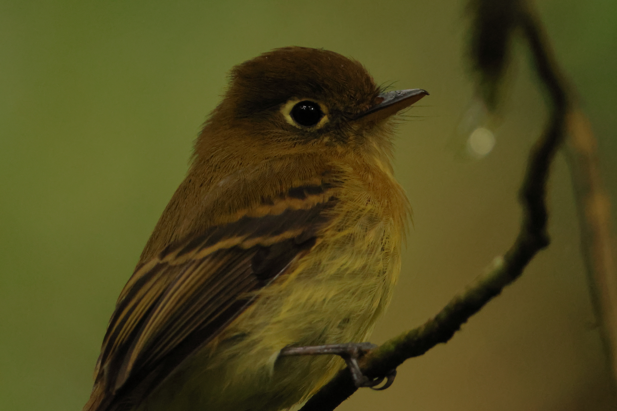 Yellowish Flycatcher (Empidonax flavescens), photo 7