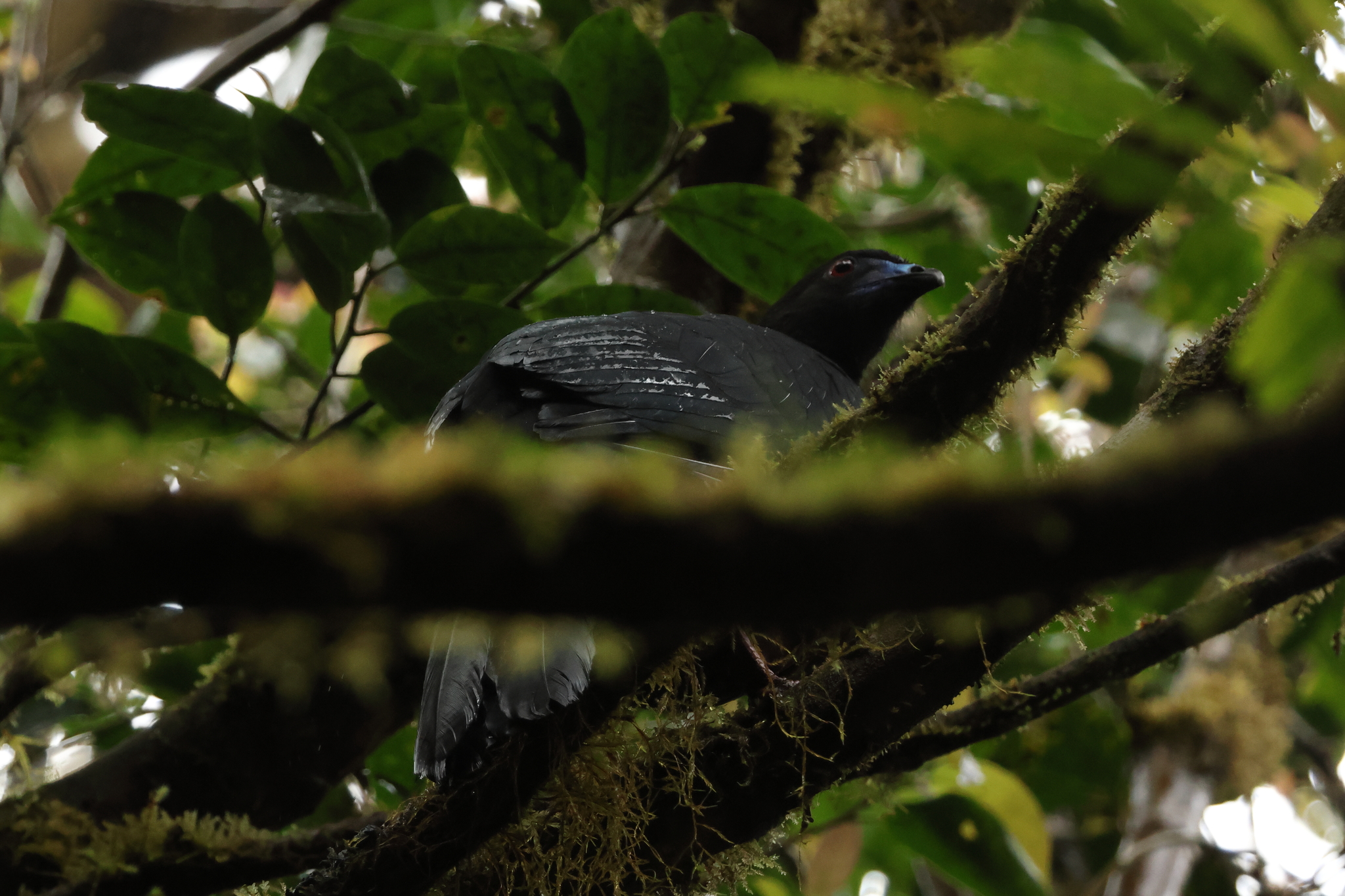 Black Guan (Chamaepetes unicolor), photo 4