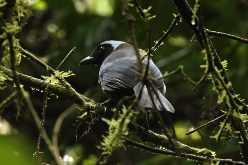 Azure-hooded Jay (Cyanolyca cucullata)