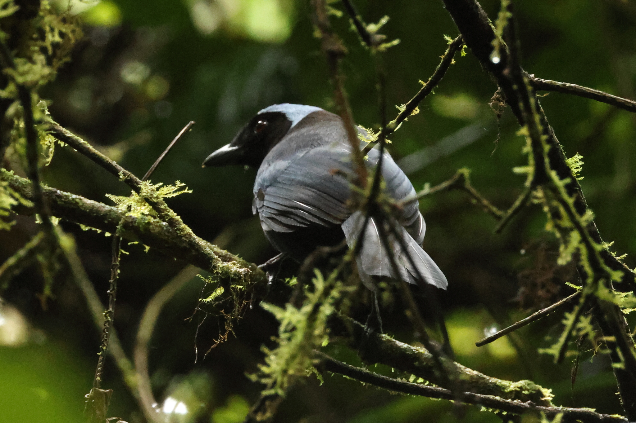 Azure-hooded Jay (Cyanolyca cucullata), photo 1