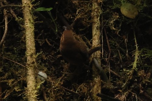 Ochraceous Wren (Troglodytes ochraceus), photo 10