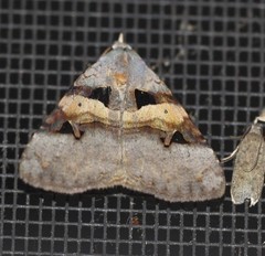 Avatha discolor
