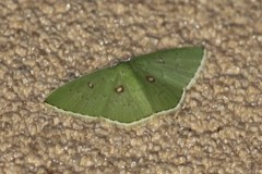 Comostola leucomerata