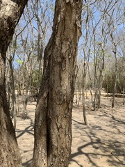 Pterocarpus acapulcensis