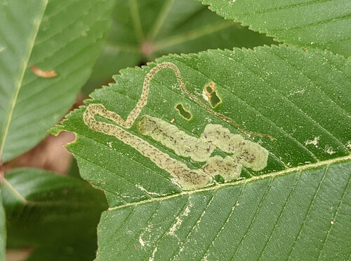 Unknown species found near Belhaven, Jackson, MS, USA