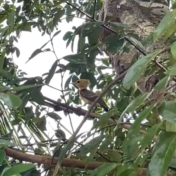 Cream-colored Woodpecker (Celeus flavus), photo 3