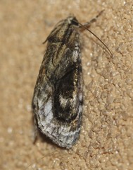 Zalissa catocalina