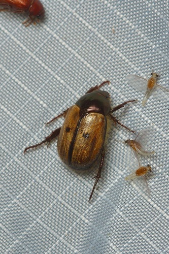 Paranomala binotata photo 2