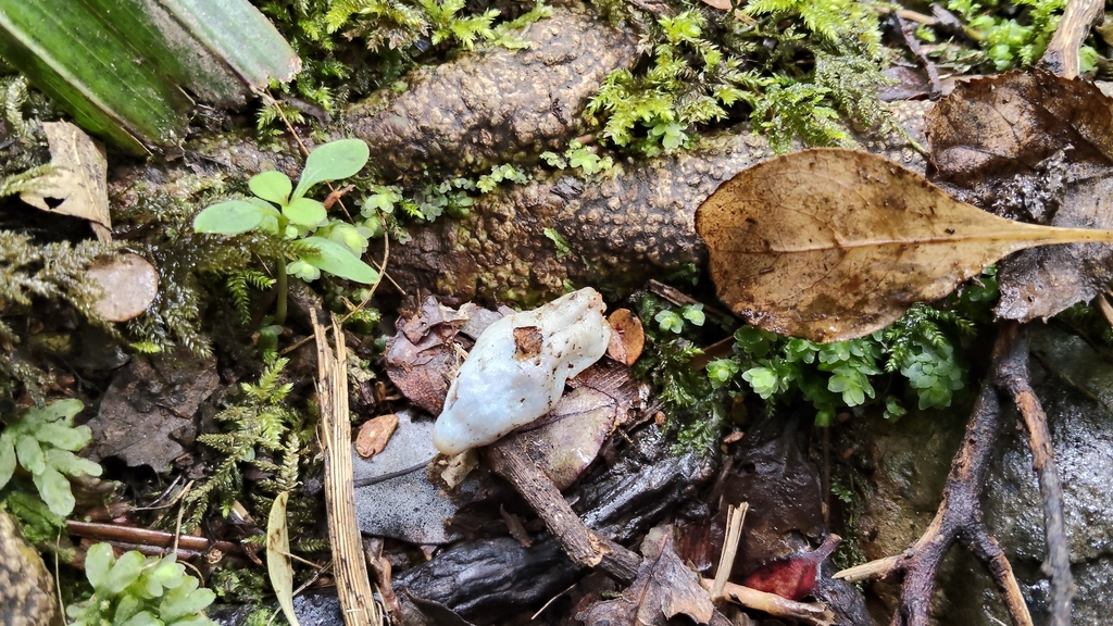 Clavogaster virescens · March 2026 · photo: © john_barkla (iNaturalist, cc0)