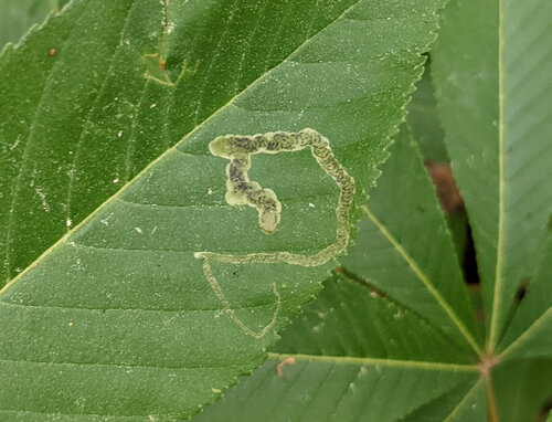 Unknown species found near Belhaven, Jackson, MS, USA