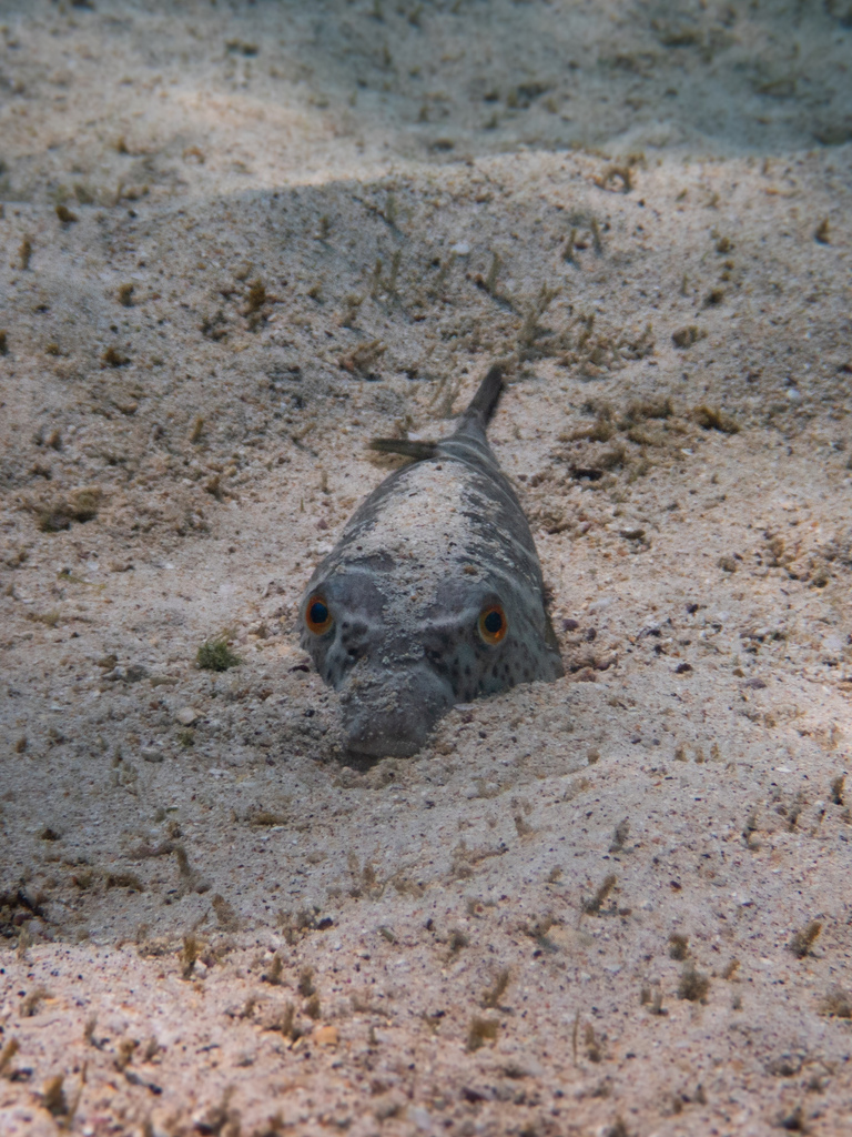Photo of Bullseye puffer (Sphoeroides annulatus)