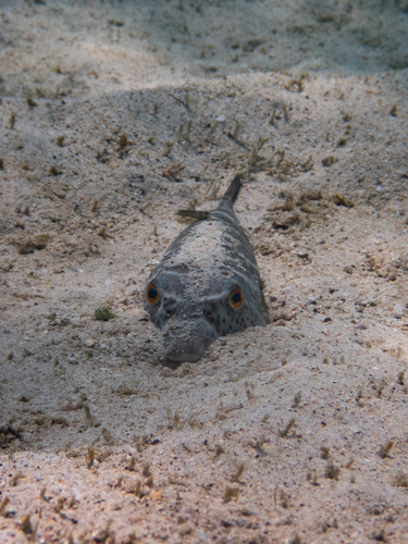 Photo of Bullseye puffer (Sphoeroides annulatus)