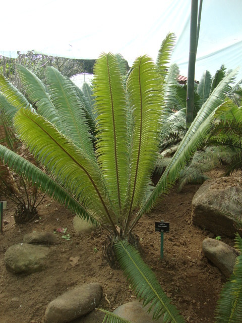 Dioon tomasellii