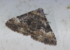 Aporoctena scierodes