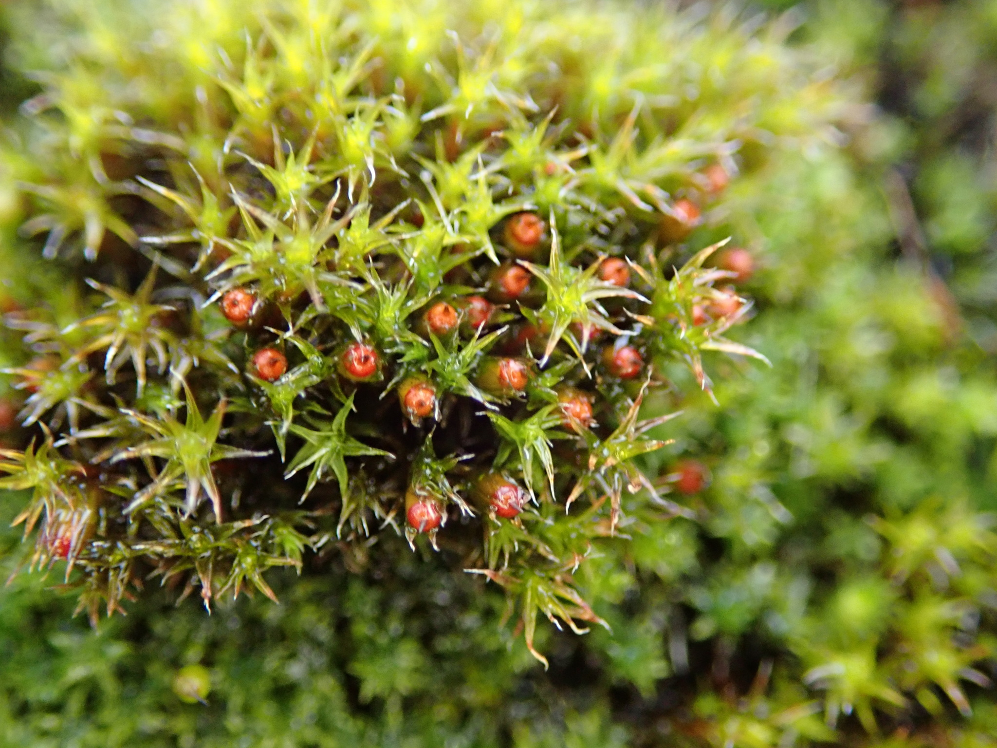 Schistidium
