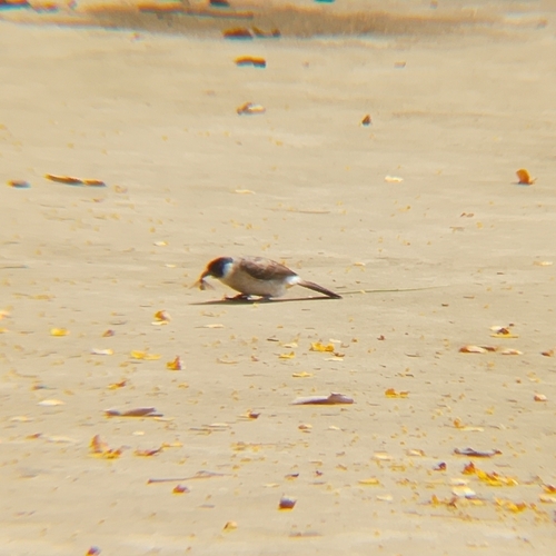 Pycnonotus aurigaster