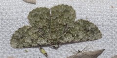 Aeolochroma hypochromaria