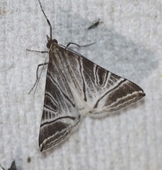 Phrataria replicataria