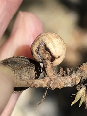 Kermesidae
