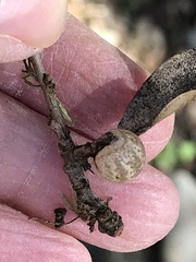 Kermesidae