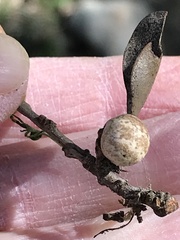 Kermesidae