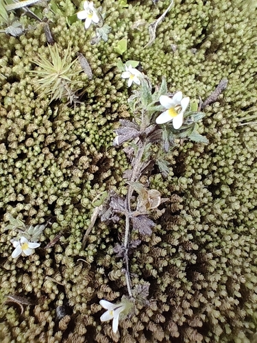 Lesser New Zealand Eyebright (Euphrasia zelandica)